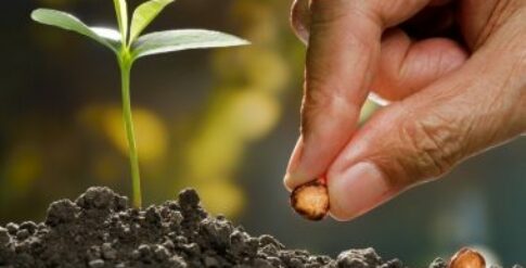 MUDAS, SEMENTES E INSUMOS AGRÍCOLAS